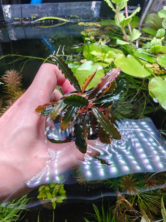 Bucephalandra Kedagang Brown Long