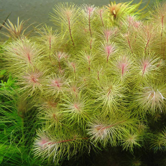 IC389	Rotala wallichii 	'Long leaf'