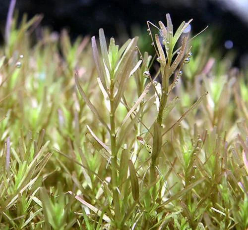 IC432	Rotala rotundifolia Wayand
