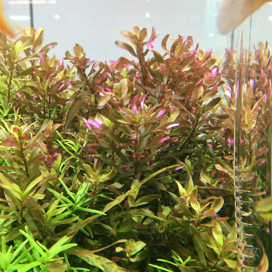 Rotala Macrandra Shimoga