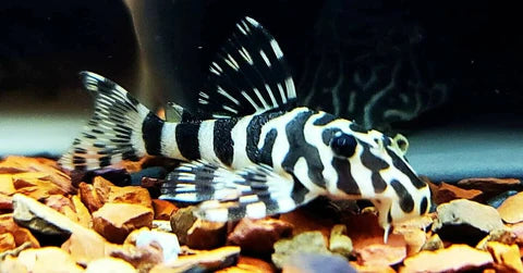 L134 Leopard Frog Pleco (Peckoltia compta )