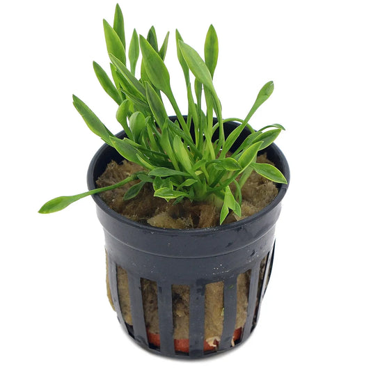 Cryptocoryne Parva