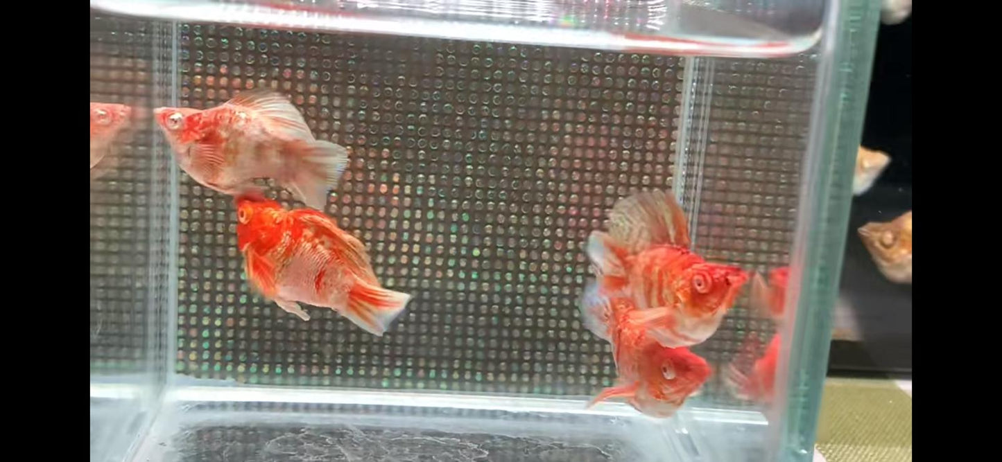 Sakura Hifin Lyretail Balloon Molly (Pair)