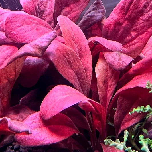 Samolus Parviflorus Red