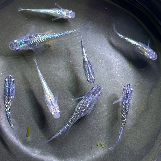 Blue Amber Lame Medaka ricefish (Oryzias Latipes )