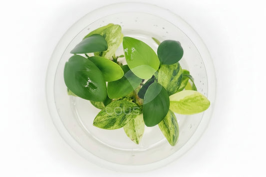 Anubias Nana 'Ice' T/C Cup