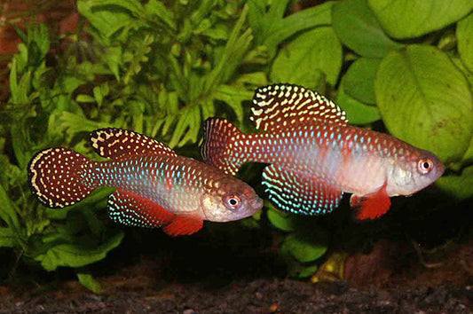 Hypsolebias picturatus Pairs - Hypsolebias picturatus
