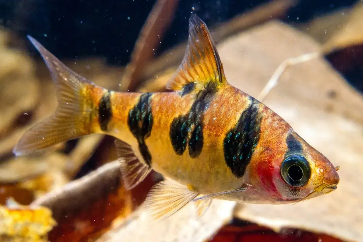 Snakeskin Barb