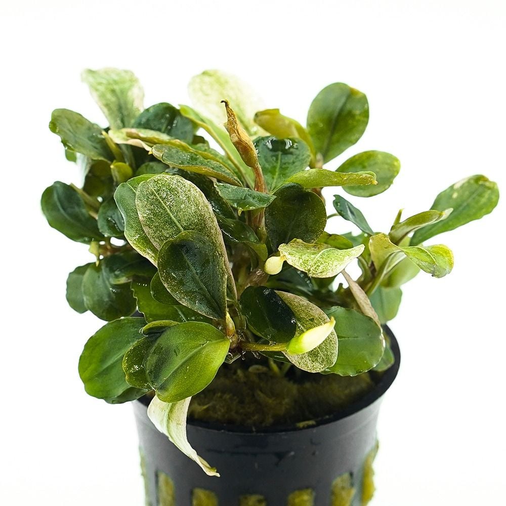 Bucephalandra Malawi