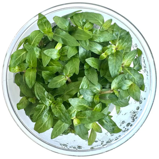Staurogyne repens T/C CUP