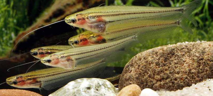 striped glass catfish (Krytopterus macrocephalus)