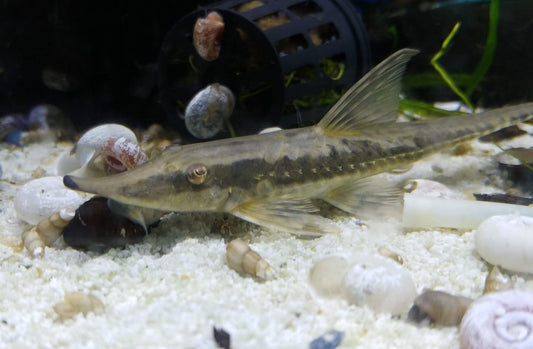 Curved nose whiptail (Sturisoma rostratum )