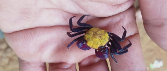 Sunshine Vampire Crab (Geosesarma dennerle)