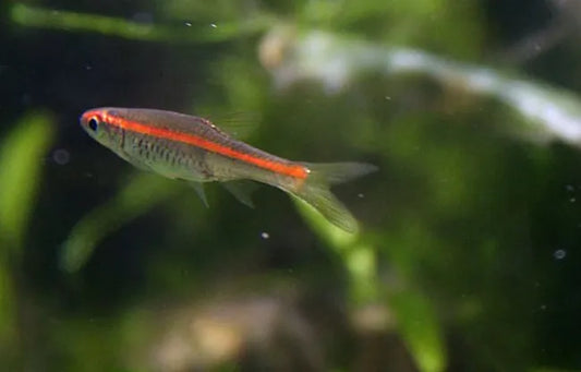 Red Line Rasbora (Trigonopoma Pauciperforatum)