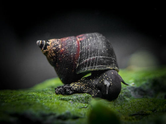 Triangle poso Rabbit snail (Tylomelania sp. )