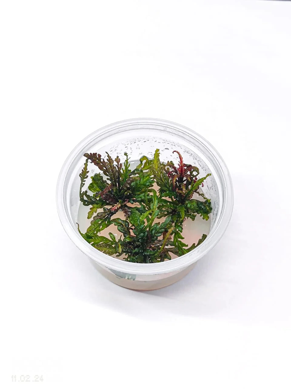 Hygrophila Pinnatifida T/C CUP