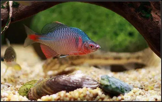 Rosy Bitterling (Rhodeus ocellatus)