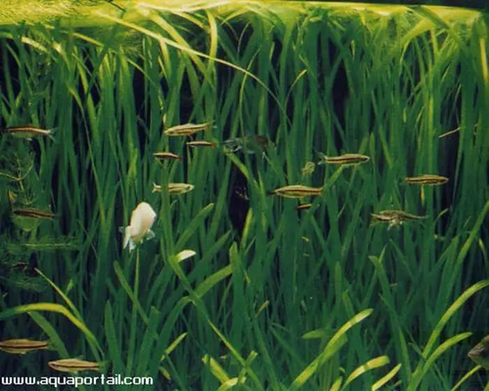 Vallisneria Biwaensis