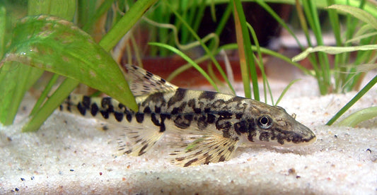 Vanmanenia pingchowensis hillstream loach