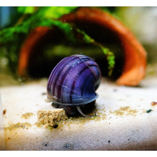 Purple mystery Snail (Pomacea Bridgesii)