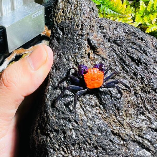 Halloween Vampire Crab (Tangerine)(Geosesarma dennerle)