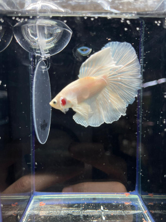Super White Halfmoon Betta