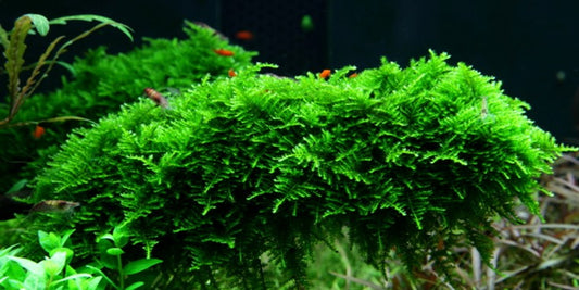 Vesicularia montagnei - Christmas moss