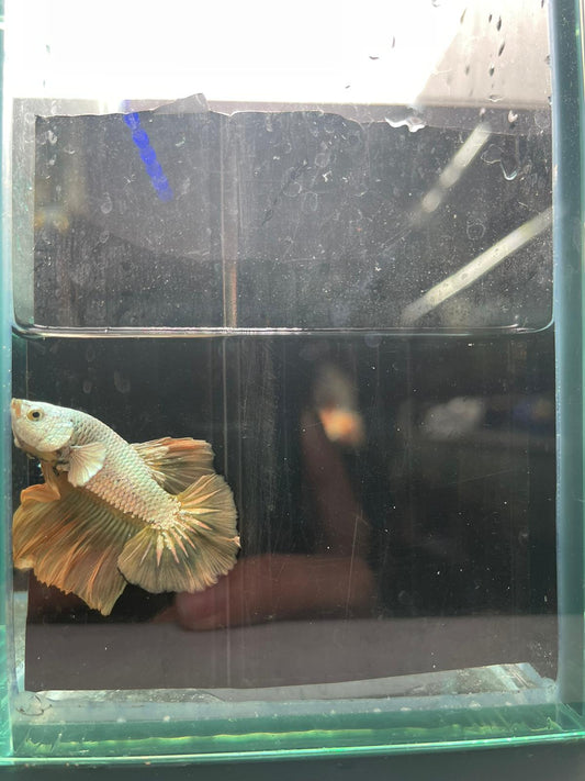 Yellow Dragon betta