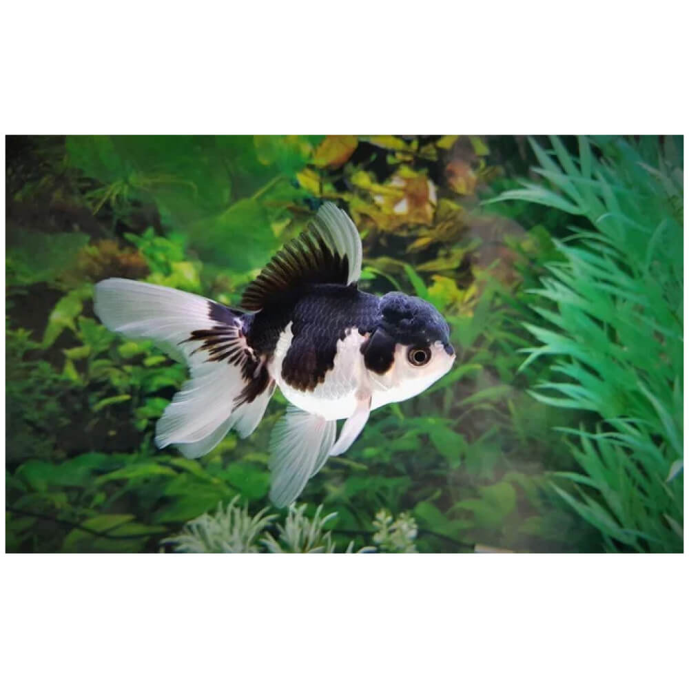 panda Oranda