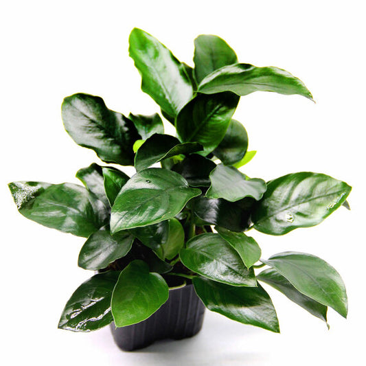 Anubias nana fatty (thick leaf)