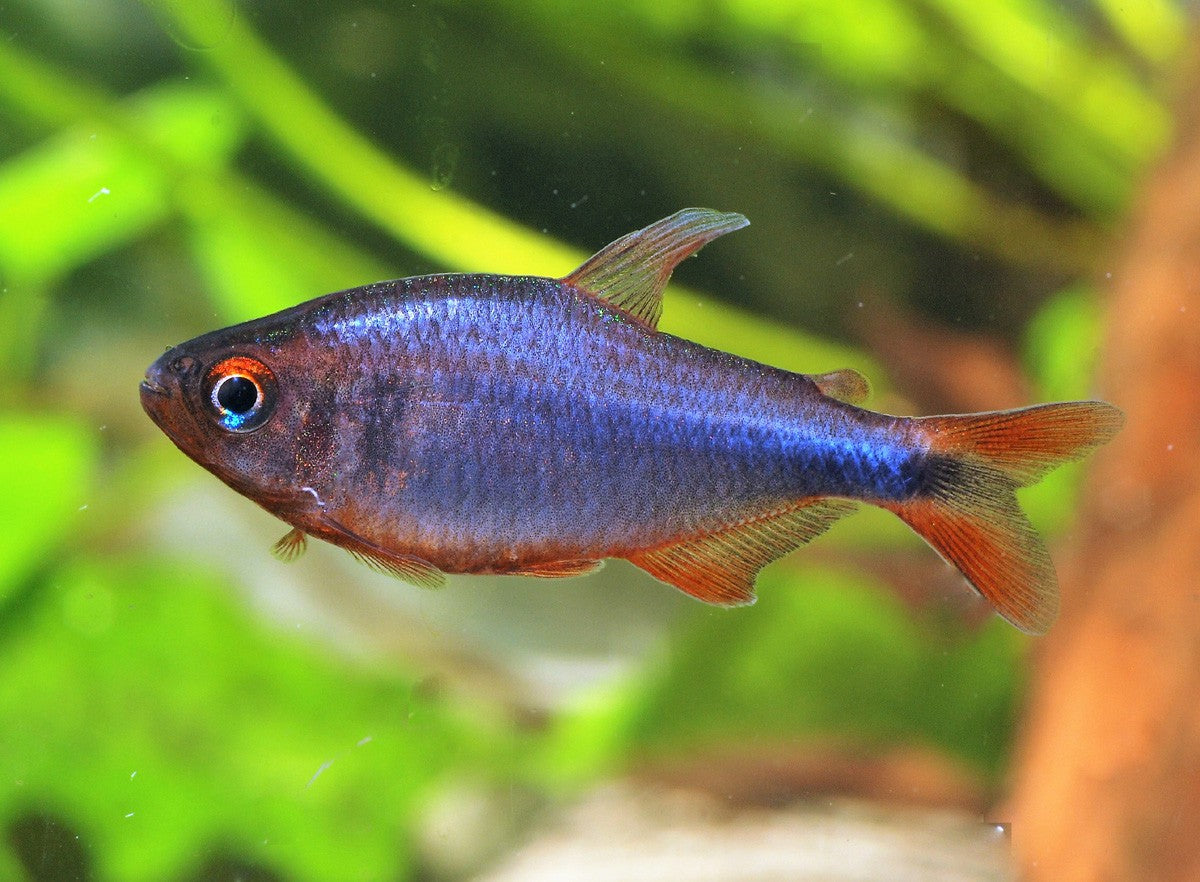 Blueberry tetra - (Hyphessobrycon wadai)