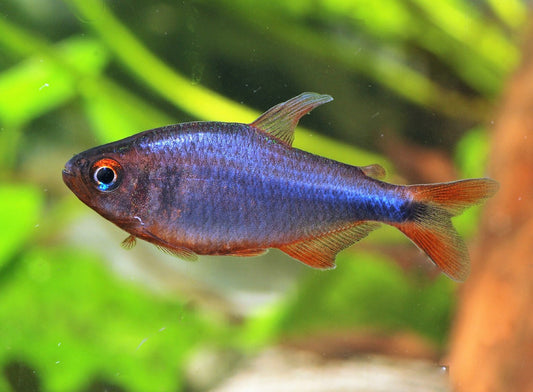 Blueberry tetra - (Hyphessobrycon wadai)