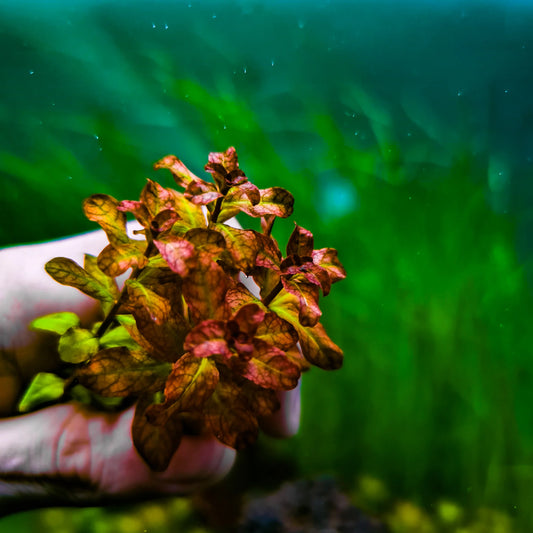 Ludwigia senegalensis (guinea)