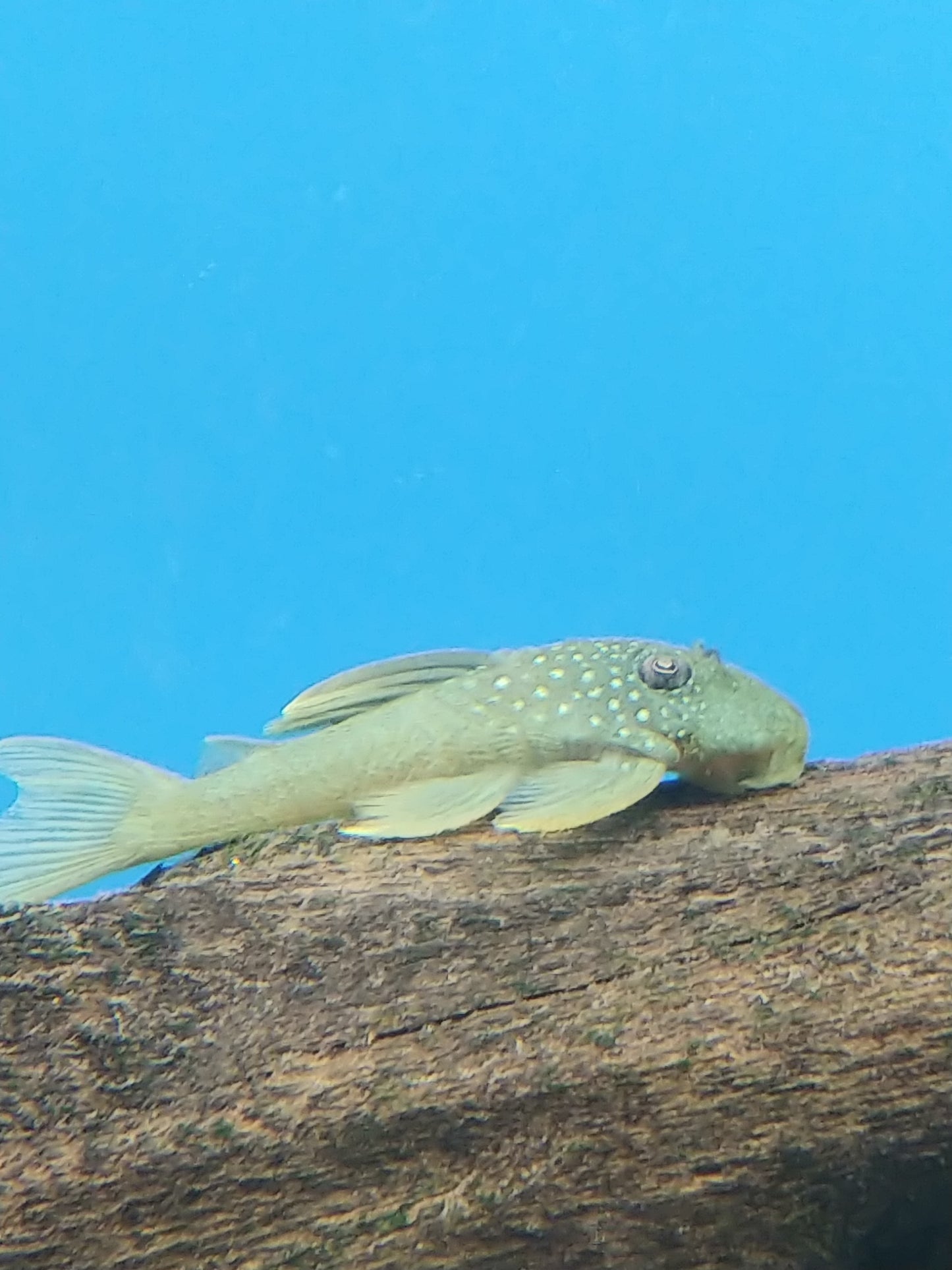 L200 Green phantom pleco