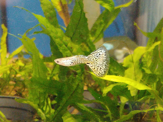 Yellow Lace guppy (pair)
