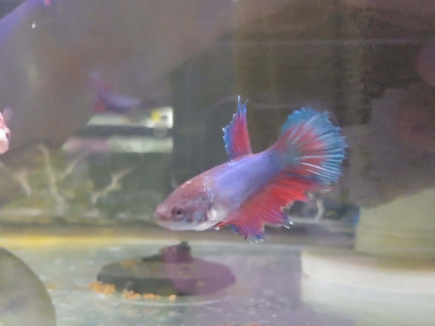 Halfmoon Betta Female (Assorted)