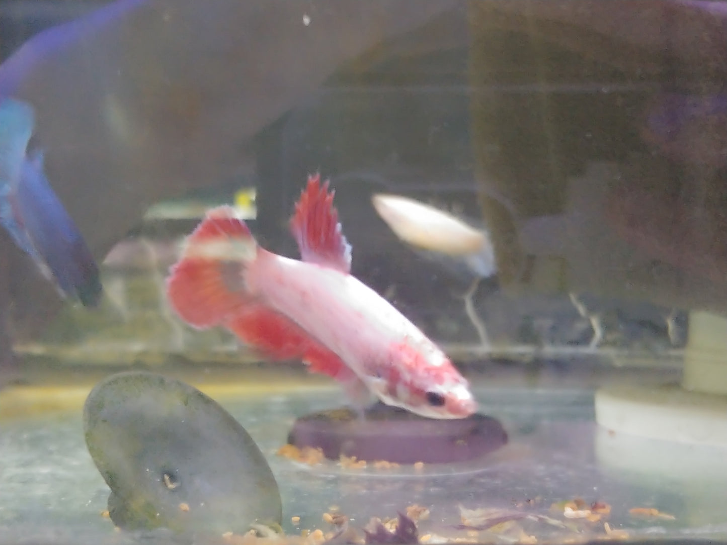 Halfmoon Betta Female (Assorted)