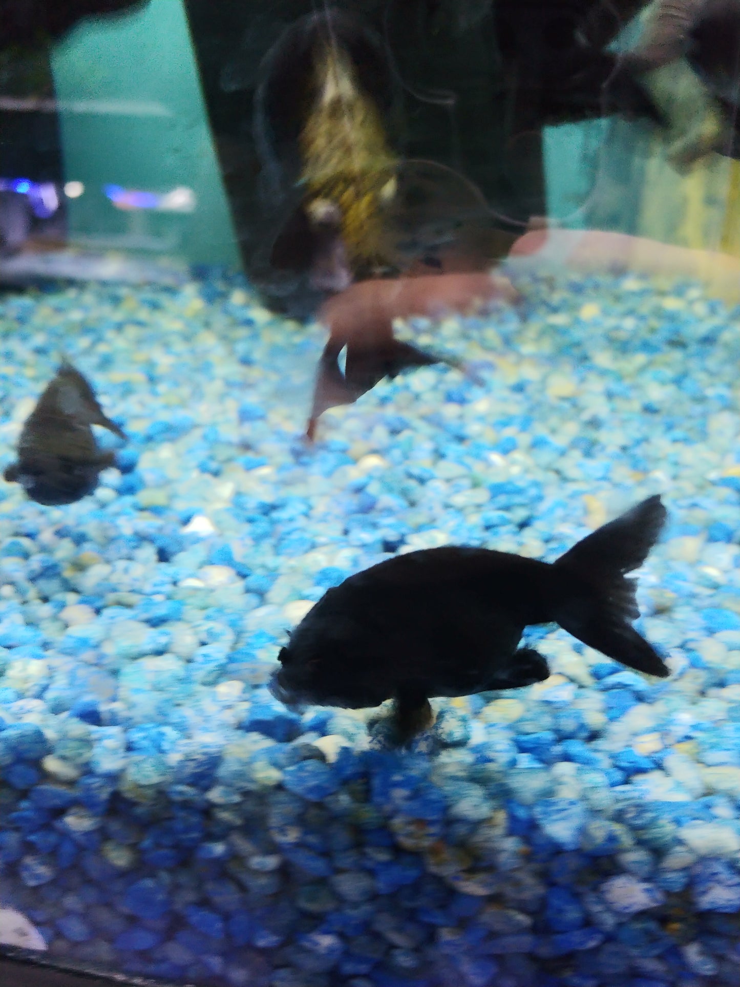 Black ranchu (5cm) – Aquapets ( KowloonAquarium)