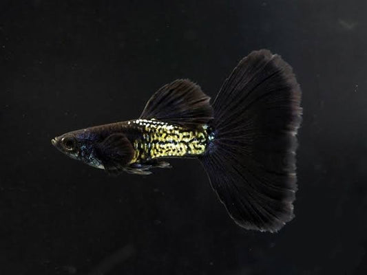 Black Cobra Guppy (Pair)