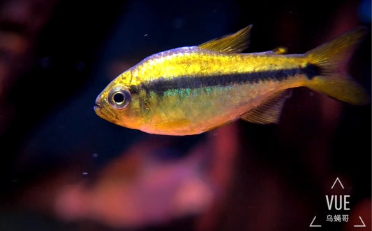 Platinum Yellow lapis tetra(Wild Caught) -hyphessobrycon cyanotenia sp.