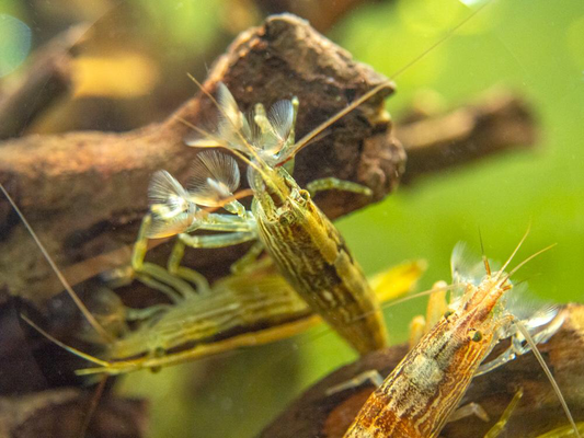 Bamboo shrimp ( Atyopsis spinipes )