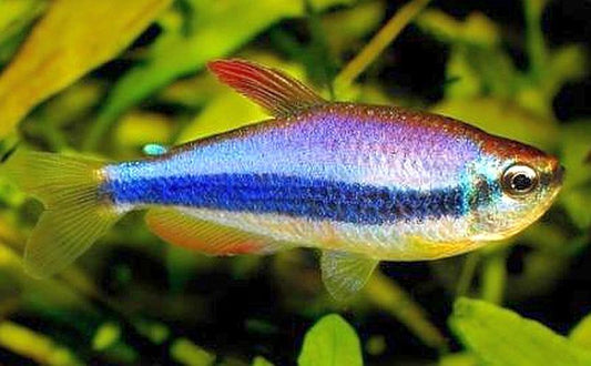 Royal Tetra