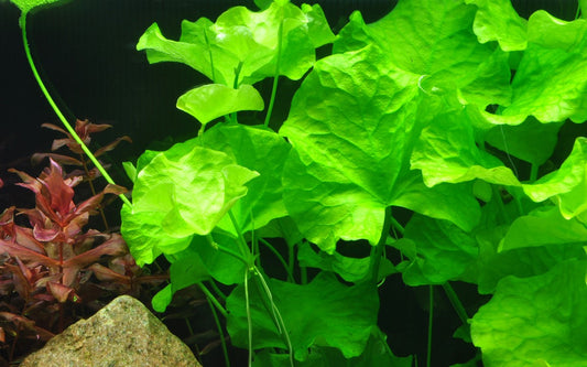 Nymphoides hydrophylla sp taiwan