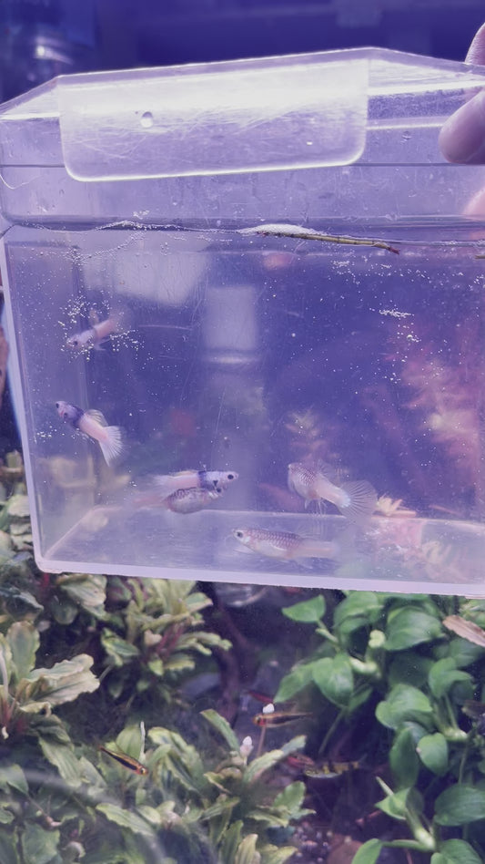 Pingu Tuxedo Ribbon Endler Guppy (Trio)