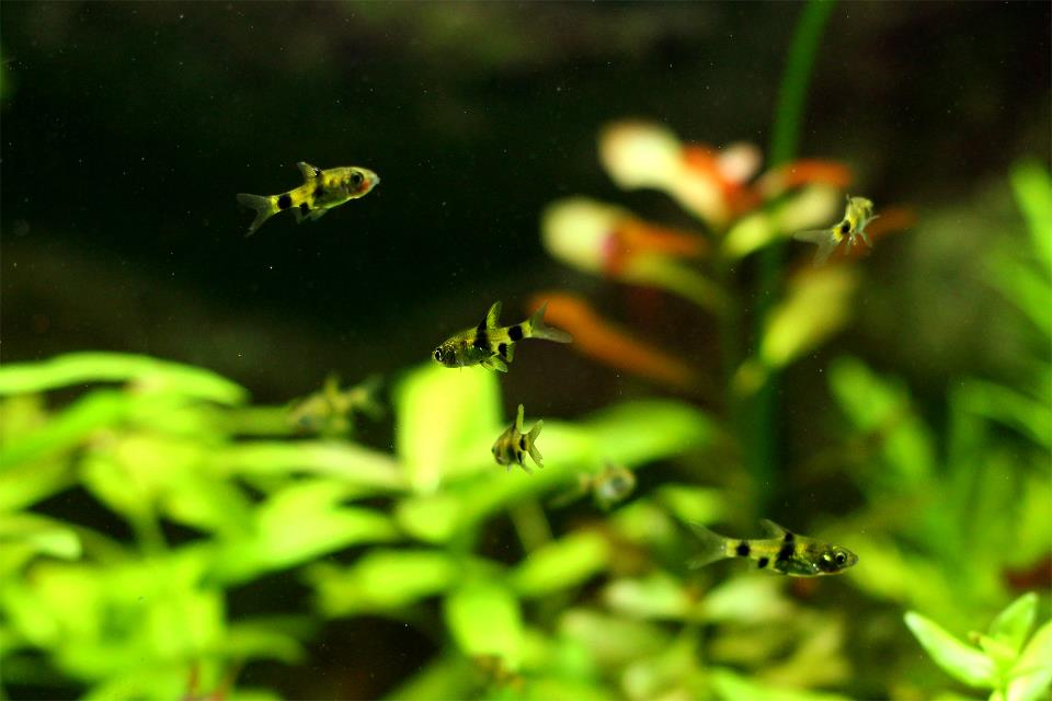 Golden Dwarf Barb(Pethia Gelius)