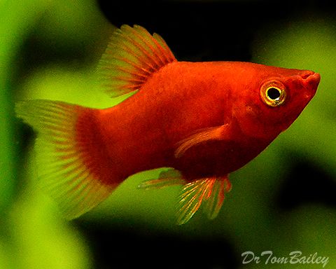 Coral Red Platy ( Xiphophorus maculatus )