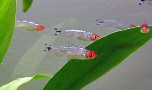 Platinum Rummy Nose Tetra (Hemigrammus Rhodostomus)