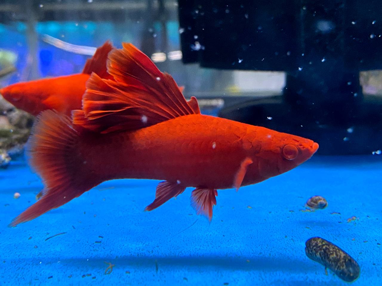 super red broccoli swordtail (Xiphophorus hellerii ) (pair)