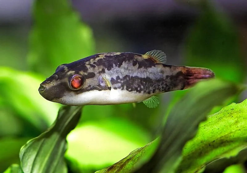 Red Eye Puffer (Carrinotetraodon irrubesco )