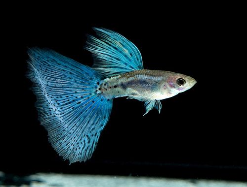 Japanese Blue Grass Guppy (pair)
